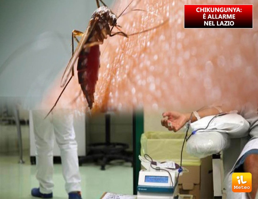 Chikungunya, i casi salgono a 64: sale l'allerta Chikungunya, i casi salgono a 64: sale l'allerta